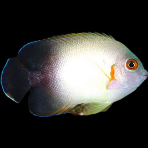 fish aquarium|Aquarium Fish Depot .